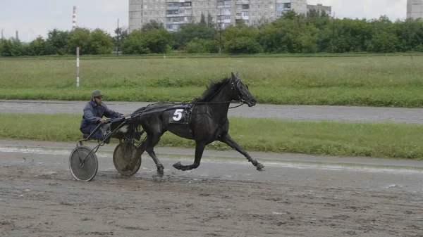 Barnaul Sierpnia Wyścigi Konne Koń Jeździec Wyścigach Konnych Torze Sierpnia — Zdjęcie stockowe