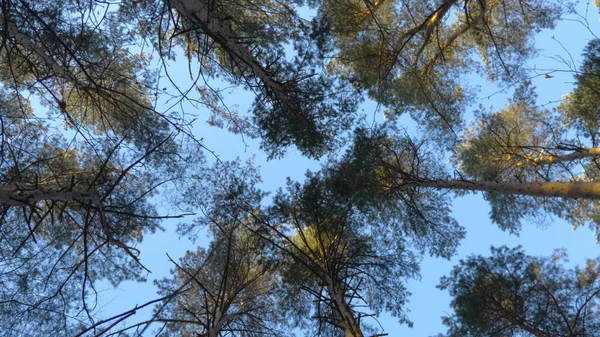 Jesienne Liście Opadają Lesie Naturalny Krajobraz — Zdjęcie stockowe