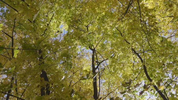 Őszi Levelek Hullanak Erdőben Természetes Táj — Stock Fotó