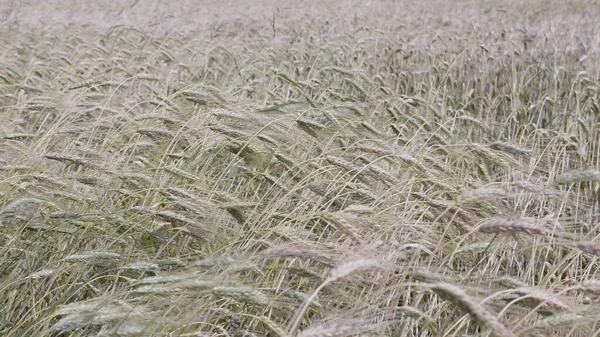Pole Pšenice Konci Léta Plně Zralá — Stock fotografie