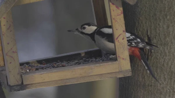 Beautiful Forest Woodpecker Dendrocopos Medius Tree Looking Food — Stock Photo, Image