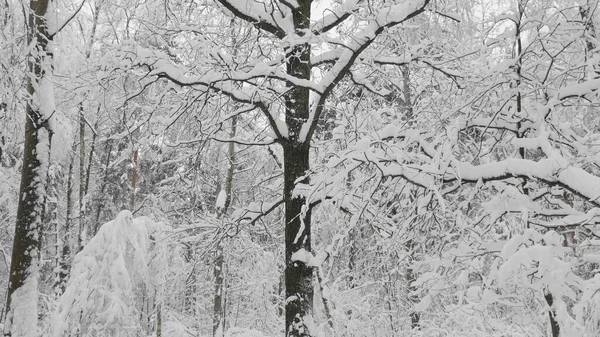 Winterwald Bei Schneefall Zeitlupe — Stockfoto