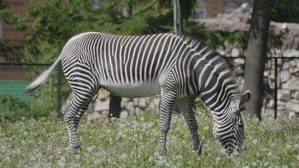 Afrika Güzel Zebra Taze Yeşil Çim Yeme — Stok fotoğraf