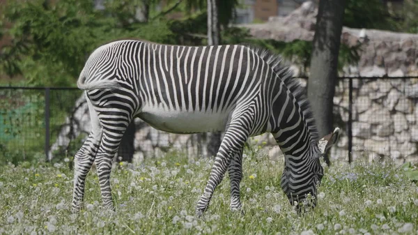Africano Bela Zebra Comer Grama Verde Fresco — Fotografia de Stock