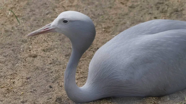 モスクワ動物園のブルークレーン天国のベラドンナ — ストック写真