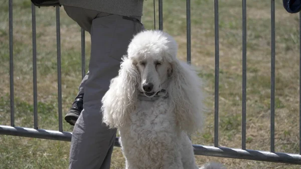 Sitting in the street of the royal poodle with white fur.