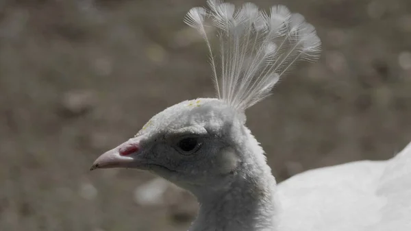 Schöner Weißer Pfau Aus Nächster Nähe Porträt — Stockfoto