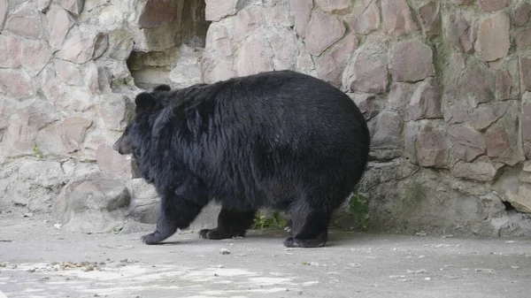 Urso Himalaia Urso Negro Ussuri Ursus Thibetanus — Fotografia de Stock