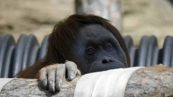 Orangotango Lowland Pose Épica Resolver Seus Problemas — Fotografia de Stock