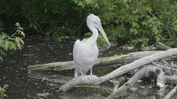 白ペリカンペリカヌス White Pelican Pelecanus Onocrotalus 東ペリカンとも呼ばれる — ストック写真