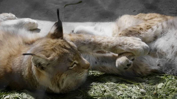 Lynx Olha Com Olhos Predatórios Abrigo — Fotografia de Stock