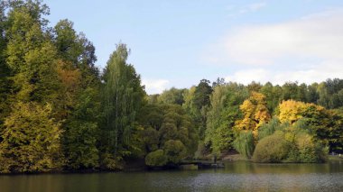Ormana sonbahar yaprakları düşer, doğal manzara....