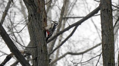 Güzel orman ağaçkakanı Dendrocopos ağaçta yiyecek arıyor..