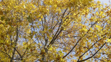 Ormana sonbahar yaprakları düşer, doğal manzara....