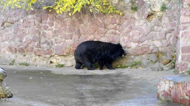 Himalaya ayısı veya Ussuri kara ayısı Ursus thibetanus.