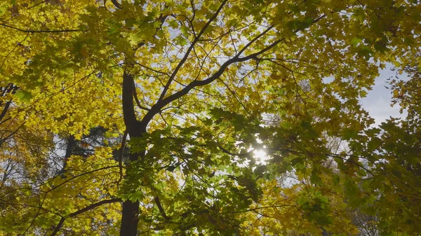 Hojas Otoño Caen Bosque Paisaje Natural —  Fotos de Stock