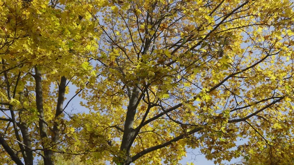 秋天的树叶落在森林里 自然景观 — 图库照片