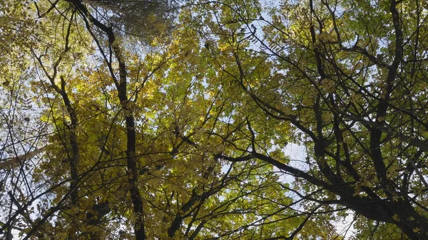 Φθινοπωρινά Φύλλα Πέφτουν Στο Δάσος Φυσικό Τοπίο — Φωτογραφία Αρχείου