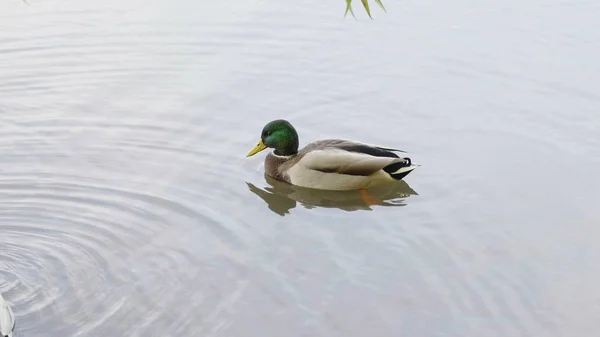 Anka Promenad Flyter Dammen Vatten — Stockfoto