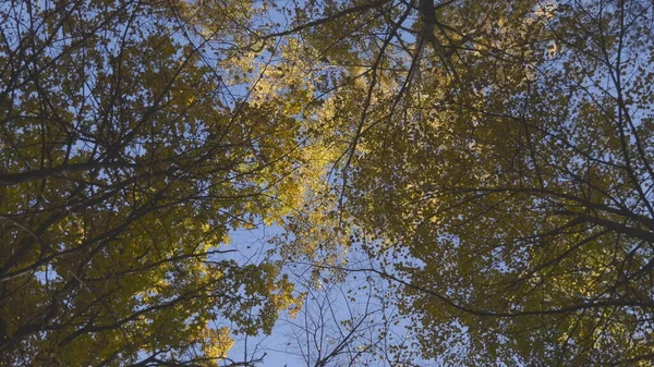 秋天的树叶落在森林里 自然景观 — 图库照片