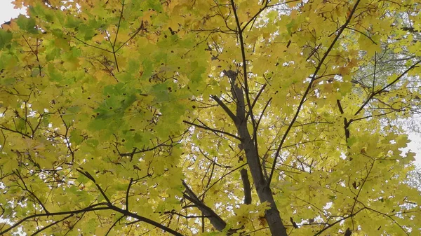 Les Feuilles Automne Tombent Dans Forêt Paysage Naturel — Photo