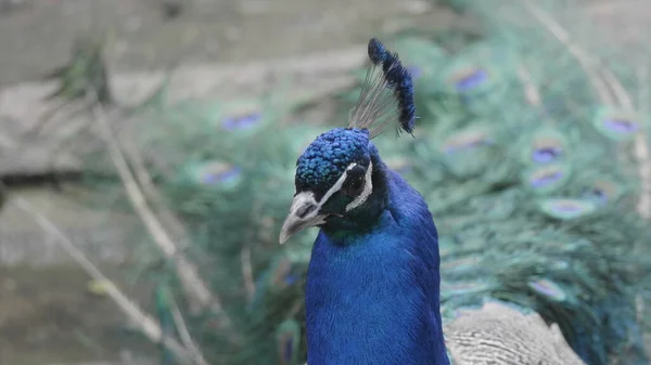 Hermoso Pavo Real Azul Cerca Retrato — Foto de Stock