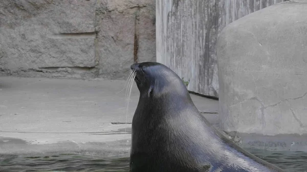 Très Mignon Phoque Tacheté Apparaît Dans Les Vagues — Photo