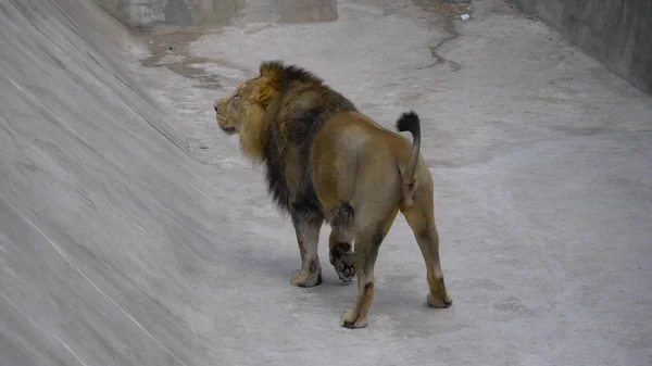 Portrait Lion Prélassant Soleil Chaud Après Dîner — Photo