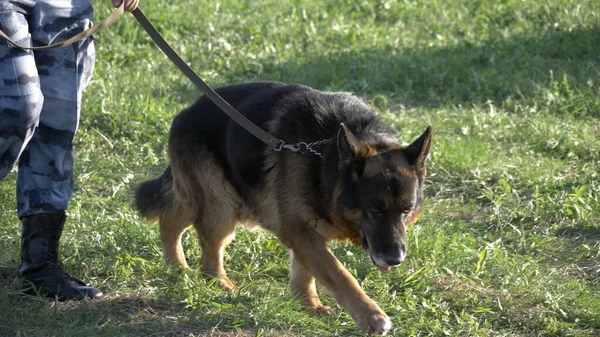 男人们在草地上养着一只服务犬 — 图库照片