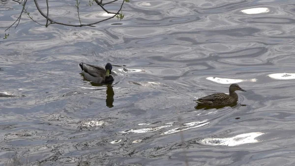 Duck Walk Floating Pond Water — Stock Photo, Image