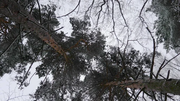 降雪时的冬季森林 缓慢运动 — 图库照片