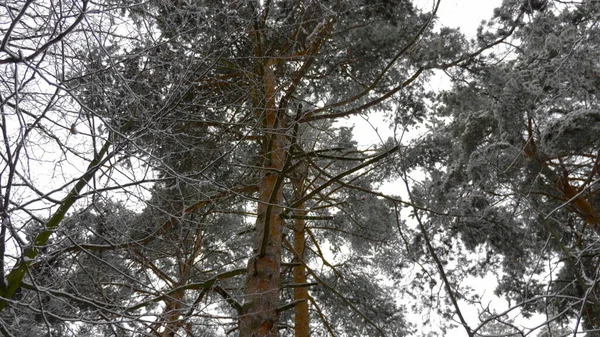 Зимний Лес Время Снегопада Замедленная Съемка — стоковое фото