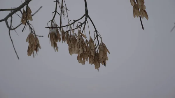 Klonowe Nasiona Gałęzi Jesienią Zimą Słoneczny Dzień — Zdjęcie stockowe