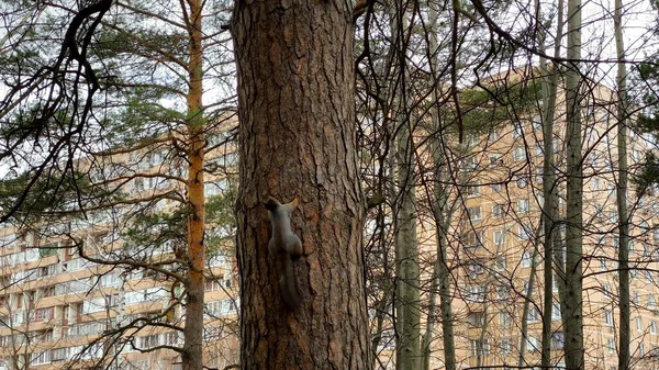 Zwei Eichhörnchen Laufen Den Stamm Einer Kiefer Hinauf — Stockfoto