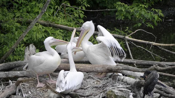 Biały Pelikan Pelecanus Onocrotalus Znany Również Jako Wschodni Biały Pelikan — Zdjęcie stockowe