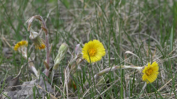 フィールドでは 黄色の花が風 母と継母に揺れる — ストック写真