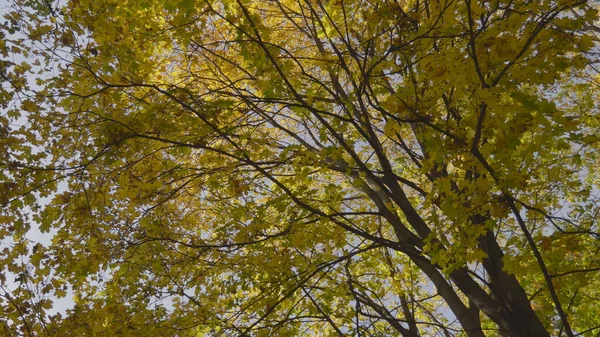 Ormana Sonbahar Yaprakları Düşer Doğal Manzara — Stok fotoğraf