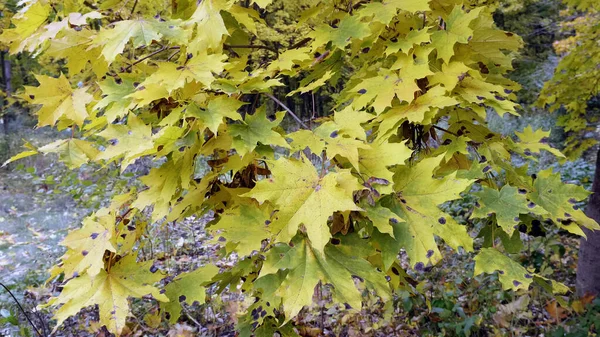 Herfst Bladeren Vallen Het Bos Natuurlijk Landschap — Stockfoto
