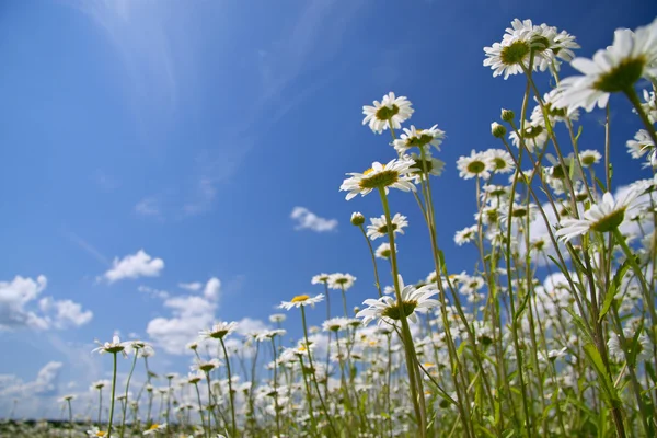 Summer landscape