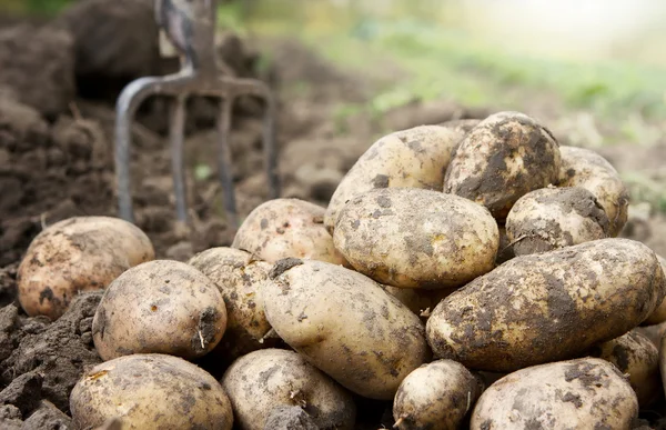 Картофель в поле — стоковое фото