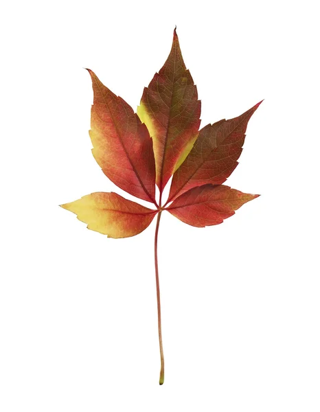다채로운가 잎 — 스톡 사진