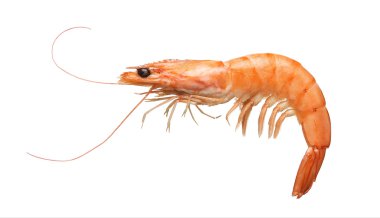 Tiger shrimp isolated on white clipart