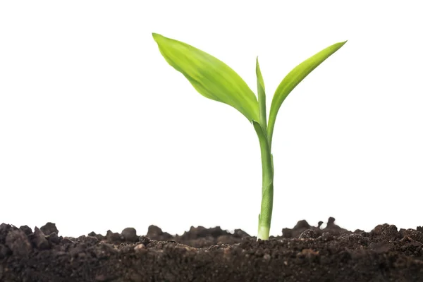 Growth — Stock Photo, Image