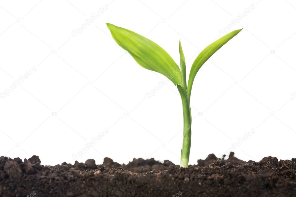 Plante De Croissance Images Libres De Droit Photos De Plante De Croissance Depositphotos Plante De Croissance Images Libres De Droit Photos De Plante De Croissance Depositphotos
