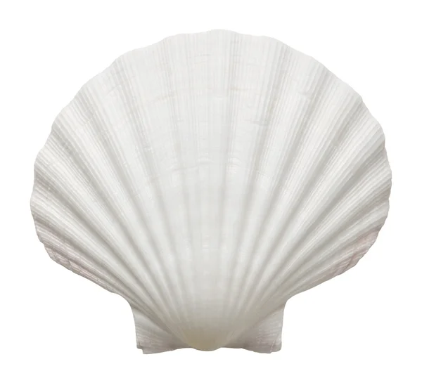 Oceaan shell — Stockfoto