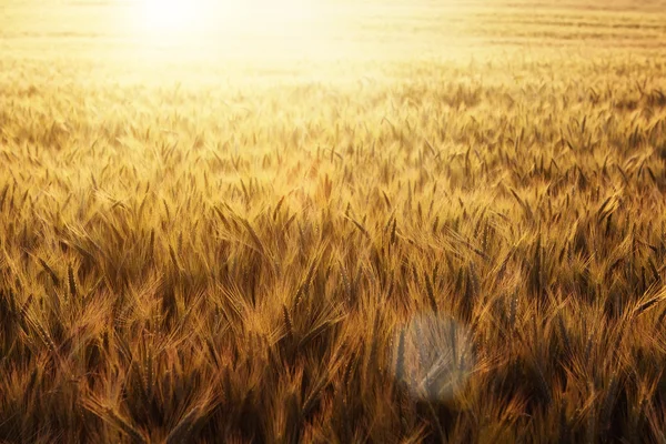 Wheat field at sunset — Stock Photo, Image