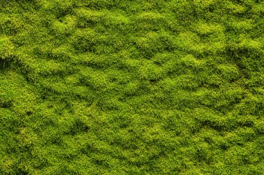 Moss doku