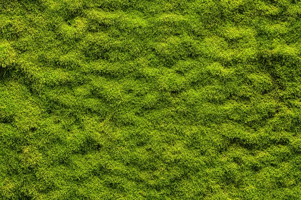 85 371 Moss Texture Stock Photos Free Royalty Free Moss Texture Images Depositphotos