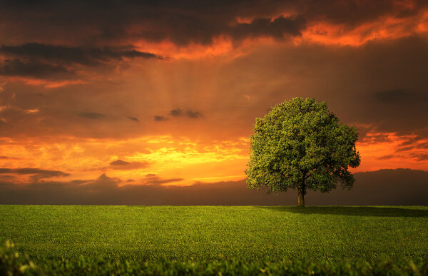 Lonely tree on the empty field at the sunset