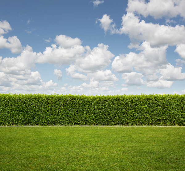 Back Yard, close up of hedge fence on the grass with copy space